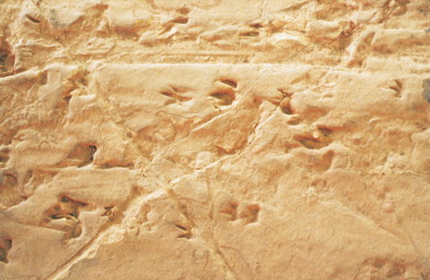 Lark Quarry Conservation Park - Lightning Ridge Tourism 2