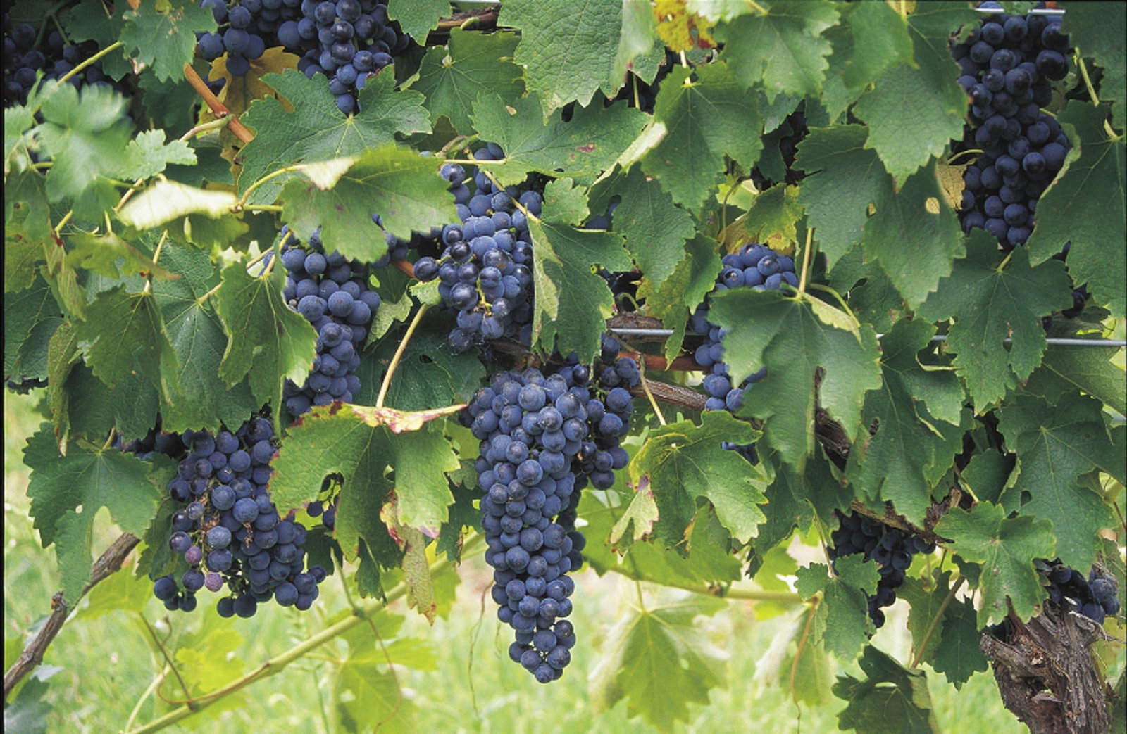 Luskintyre NSW Lightning Ridge Tourism