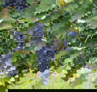 Luskintyre - Lightning Ridge Tourism