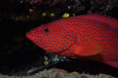 Maori Wrasse Bommie Dive Site - Lightning Ridge Tourism 0