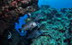 Maori Wrasse Bommie Dive Site - thumb 1