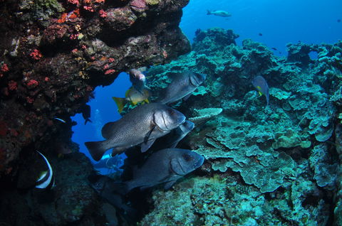 Maori Wrasse Bommie Dive Site - Lightning Ridge Tourism 1