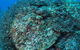 Maori Wrasse Bommie Dive Site - thumb 2
