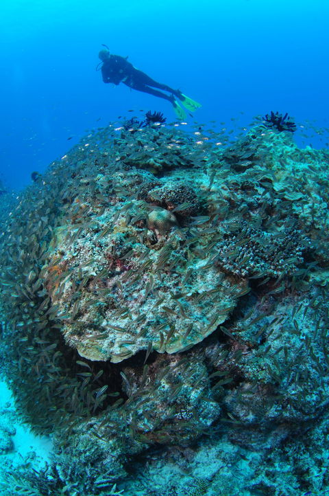 Maori Wrasse Bommie Dive Site - Lightning Ridge Tourism 2