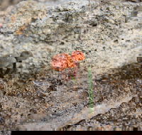 Moorooduc Quarry Walk  Stairs Circuit - Lightning Ridge Tourism
