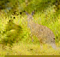 Perseverance - Lightning Ridge Tourism