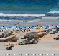 Seal Bay - Lightning Ridge Tourism