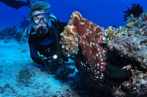 Second Reef Dive Site - Lightning Ridge Tourism 2