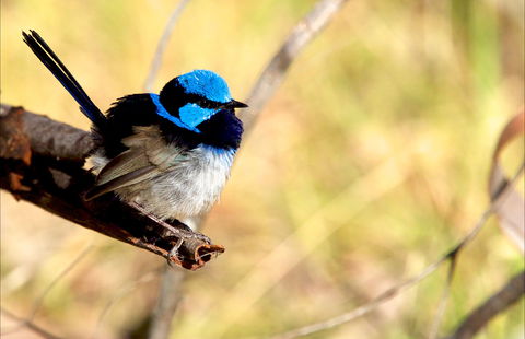 Shepherds Bush - Lightning Ridge Tourism 0