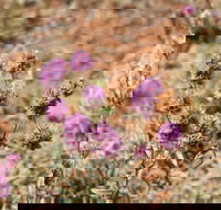 Walpa Gorge walk - Lightning Ridge Tourism