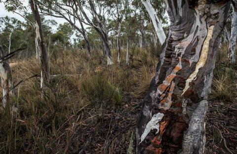 Yanununbeyan State Conservation Area - Lightning Ridge Tourism 0