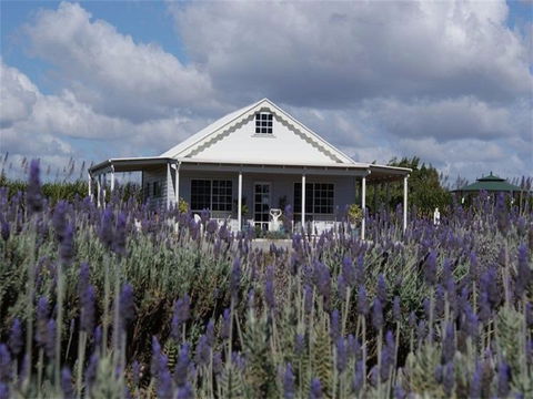 Amandine Lavender - Lightning Ridge Tourism 0