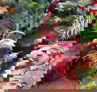 Ballina Farmers Market - Lightning Ridge Tourism