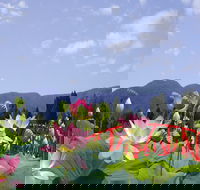 Blue Lotus Water Garden - Lightning Ridge Tourism