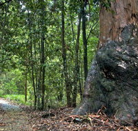 Blue Gum loop trail - Lightning Ridge Tourism