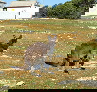 Cape Borda Lightstation - Flinders Chase National Park - Lightning Ridge Tourism