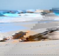 Cape Gantheaume Conservation Park and Wilderness Protection Area - Lightning Ridge Tourism