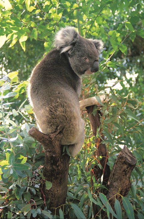 Caversham Wildlife Park - Lightning Ridge Tourism 0