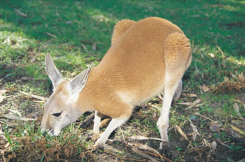 Caversham Wildlife Park - Lightning Ridge Tourism 1