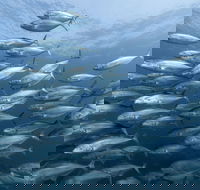 Egg Rock Dive Site - Lightning Ridge Tourism