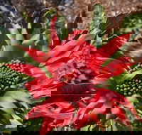 Inverawe Native Gardens - Lightning Ridge Tourism
