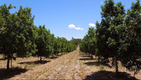 MacNuts WA Shop And Factory - Lightning Ridge Tourism 0