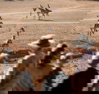 Monarto Safari Park - Lightning Ridge Tourism
