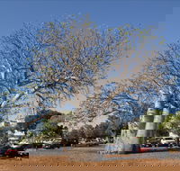 Old Boab Tree in Cavenagh Street - Lightning Ridge Tourism