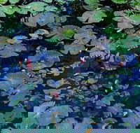 Pine Creek Water Gardens - Lightning Ridge Tourism