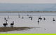 Port Phillip Heads Marine National Park - thumb 2