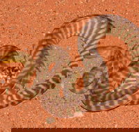 Red Desert Reptiles - Lightning Ridge Tourism