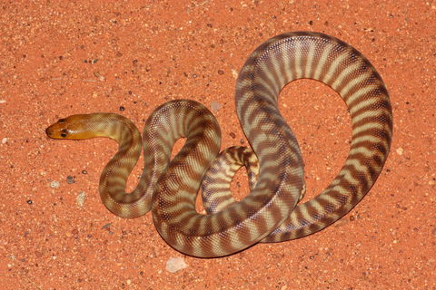 Red Desert Reptiles - Lightning Ridge Tourism 0