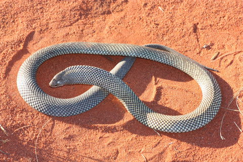 Red Desert Reptiles - Lightning Ridge Tourism 1