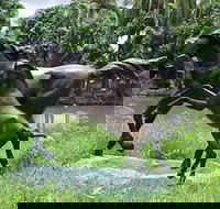 Summerland Antiques and Garden Centre - Lightning Ridge Tourism