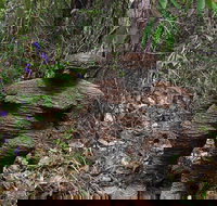 Understory Art In Nature - Lightning Ridge Tourism