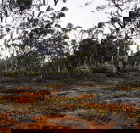 Woylie Walk Dryandra Woodland - Lightning Ridge Tourism