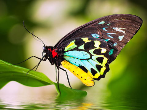 Australian Butterfly Sanctuary - Lightning Ridge Tourism 1