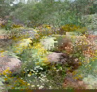 Ben Hall's Cave Walking Track - Lightning Ridge Tourism