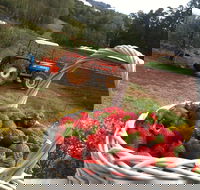 Blue Hills Berries and Cherries - Lightning Ridge Tourism