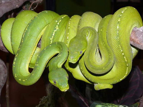 Canberra Reptile Zoo - Lightning Ridge Tourism 1