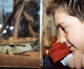 Canberra Reptile Zoo - Lightning Ridge Tourism 2