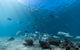 Child Island Dive Site - thumb 1