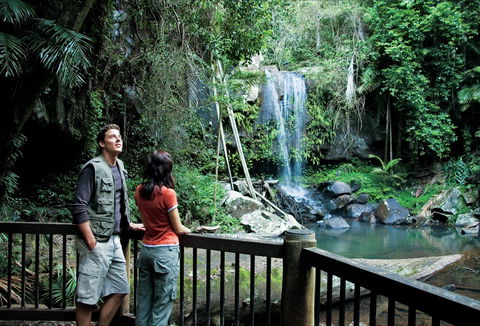 Curtis Falls Track, Tamborine National Park - Lightning Ridge Tourism 0