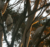 Hazelbrook - Lightning Ridge Tourism