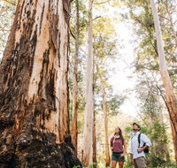 Jarrahland Wildflower Trail - Lightning Ridge Tourism