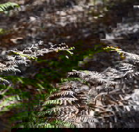 Langwarrin Flora and Fauna Reserve Walking Trails - Lightning Ridge Tourism