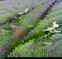 Lavandula Swiss Italian Farm - Lightning Ridge Tourism