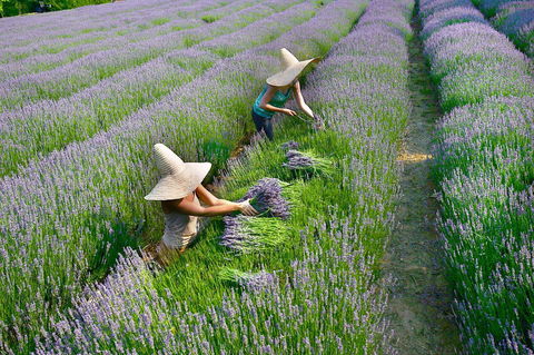 Lavandula Swiss Italian Farm - Lightning Ridge Tourism 0