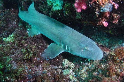 Middle Reef Dive Site - Lightning Ridge Tourism 0