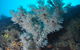 Middle Reef Dive Site - thumb 1